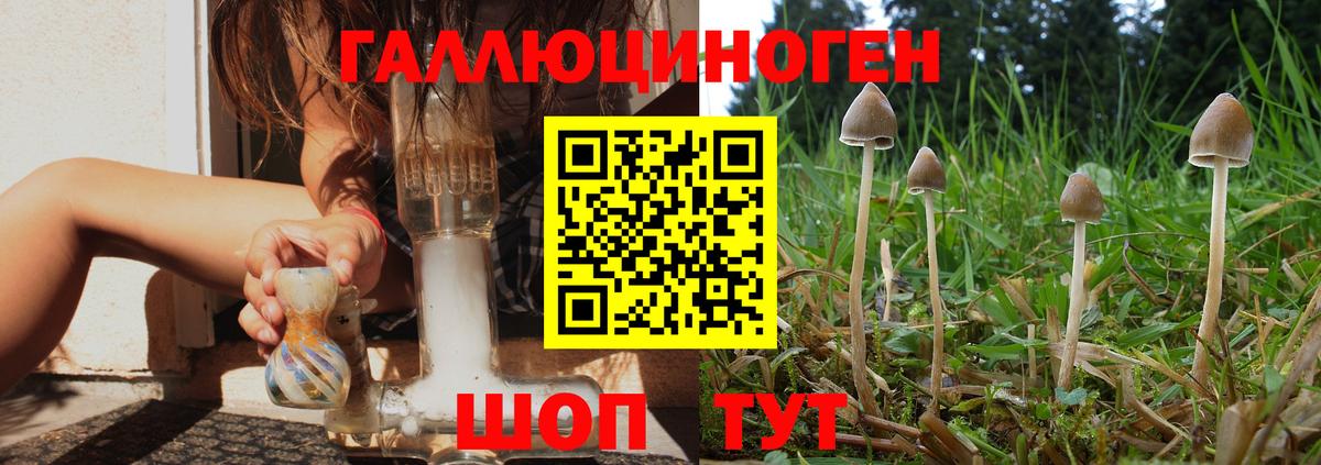 Псилоцибиновые грибы GOLDEN TEACHER  Псилоцибиновые грибы Psilocybe  Приморско-Ахтарск  Вход с VPN 